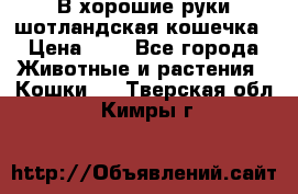 В хорошие руки шотландская кошечка › Цена ­ 7 - Все города Животные и растения » Кошки   . Тверская обл.,Кимры г.